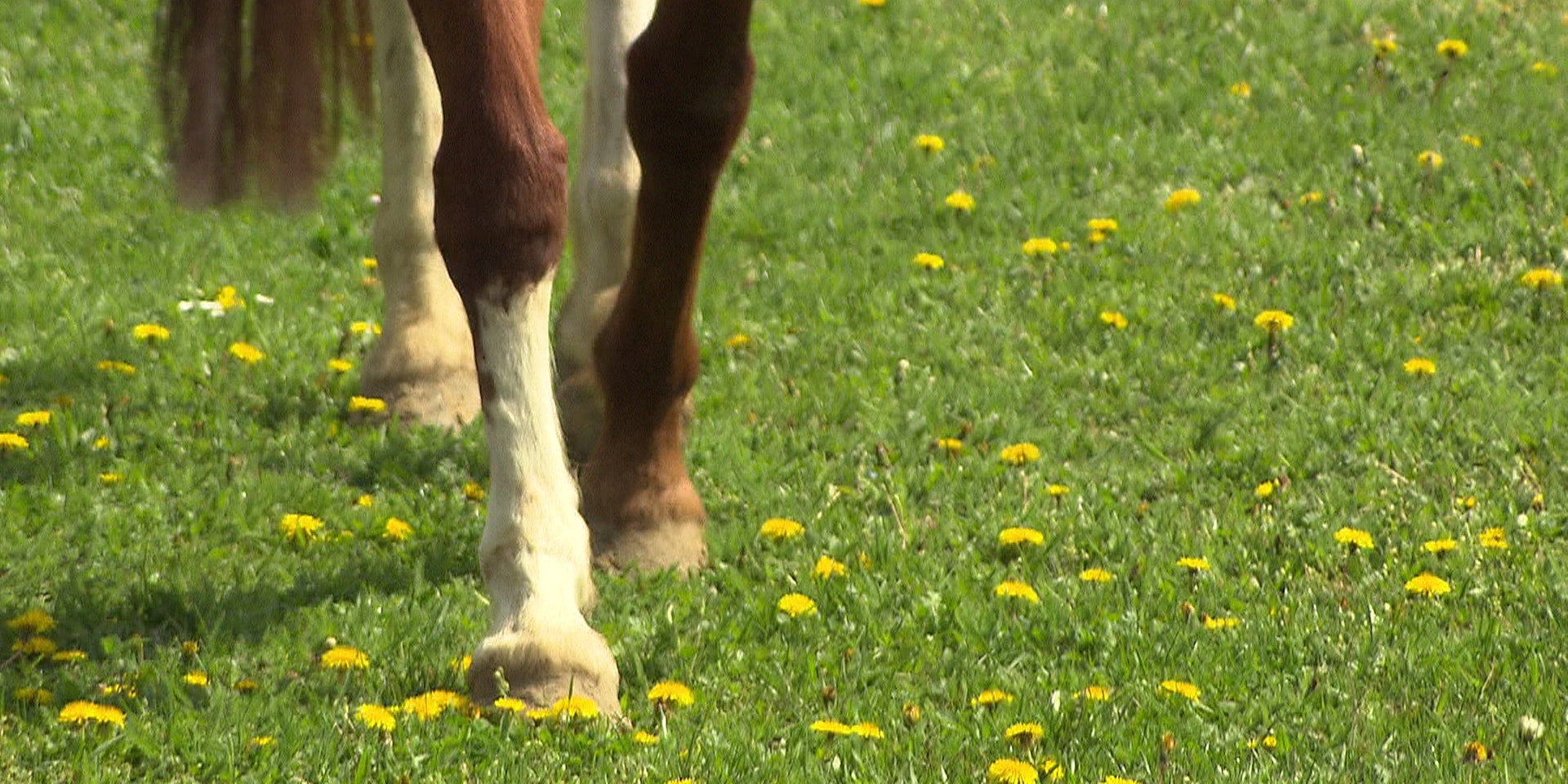 © ORF "bewusst gesund" am 7. Mai: Fest im Sattel – Reiten macht den Rücken stark
