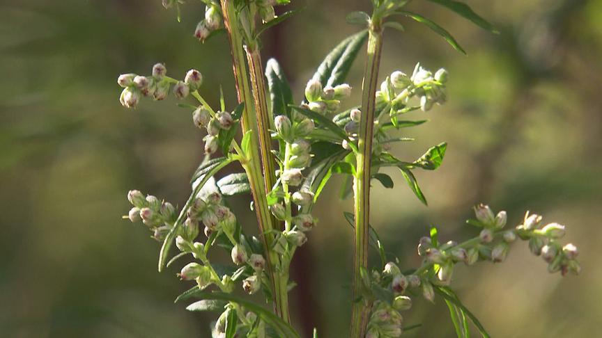"bewusst gesund" am 13. August: Kräutersuche - Naturkraft gegen Frauenleiden