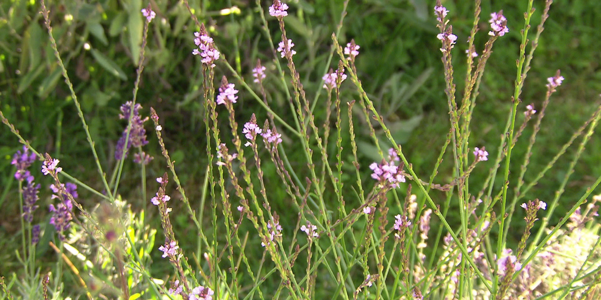 © ORF "bewusst gesund" am 13. August: Kräutersuche - Naturkraft gegen Frauenleiden