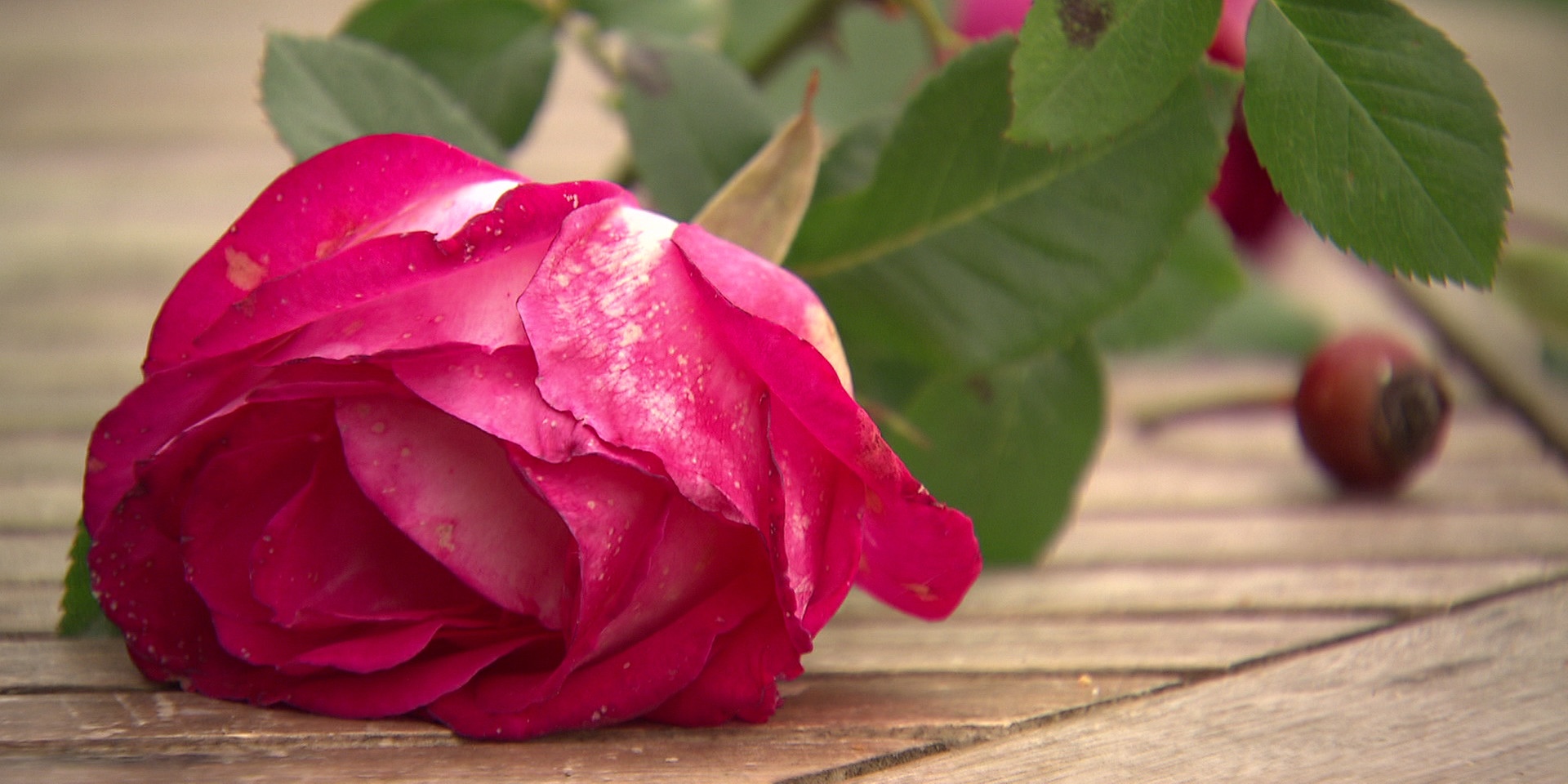 © ORF "bewusst gesund" am 13. August: Blütenzauber - die Heilkraft der Rosen