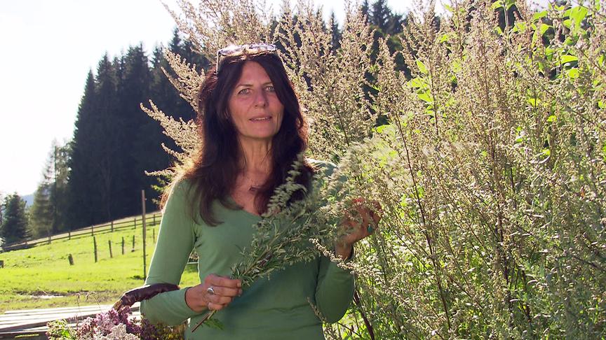 "bewusst gesund" am 13. August: Kräutersuche - Naturkraft gegen Frauenleiden