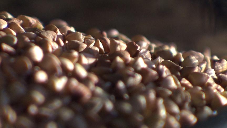 "bewusst gesund" am 10. September: Buchweizen