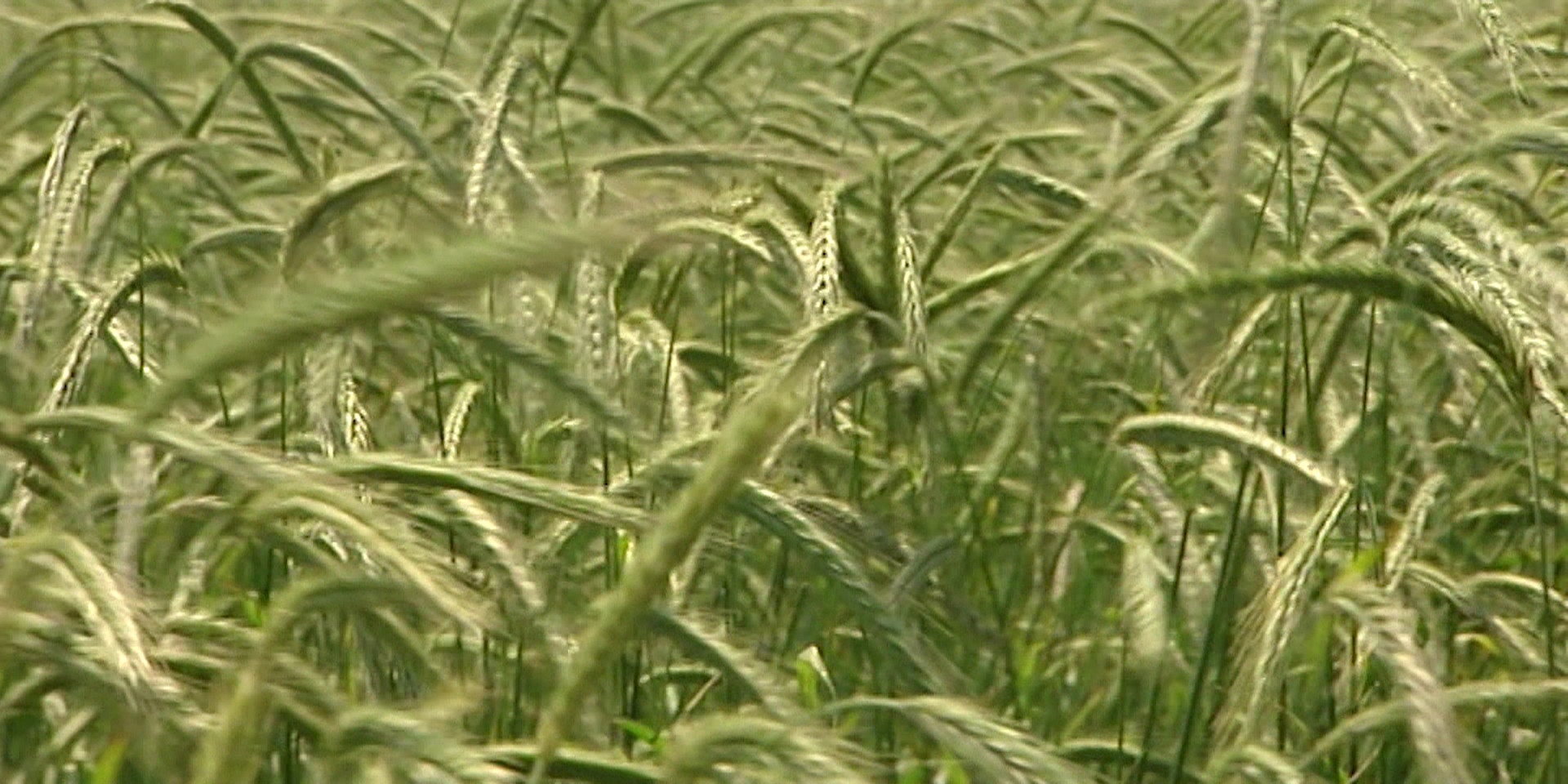 "bewusst gesund" am 25. November: Glutenfrei - Leben mit Zöliakie