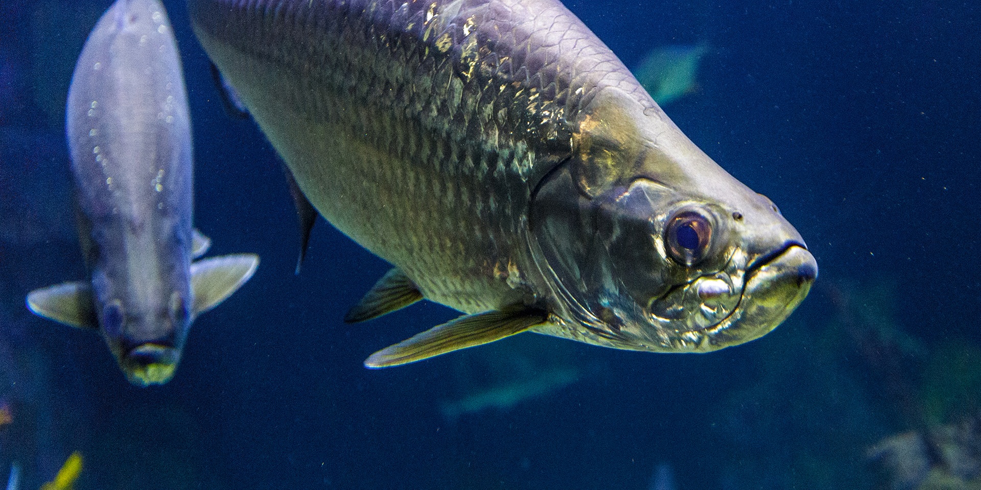 © ORF.at/Christian Öser "bewusst gesund" am 24.3.2018: Gute Wahl - Welcher Fisch ist noch gesund? Aquarium Fische Haus des Meeres