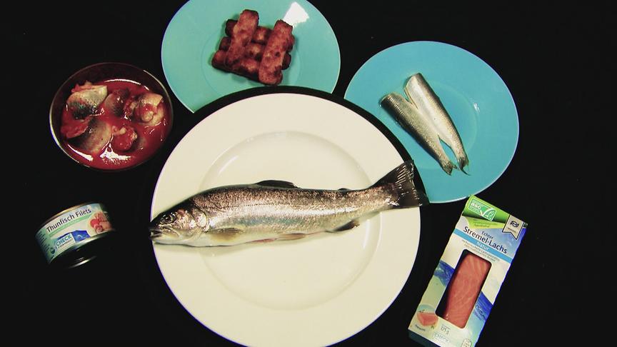 © ORF "bewusst gesund" am 24.3.2018: Gute Wahl - Welcher Fisch ist noch gesund?