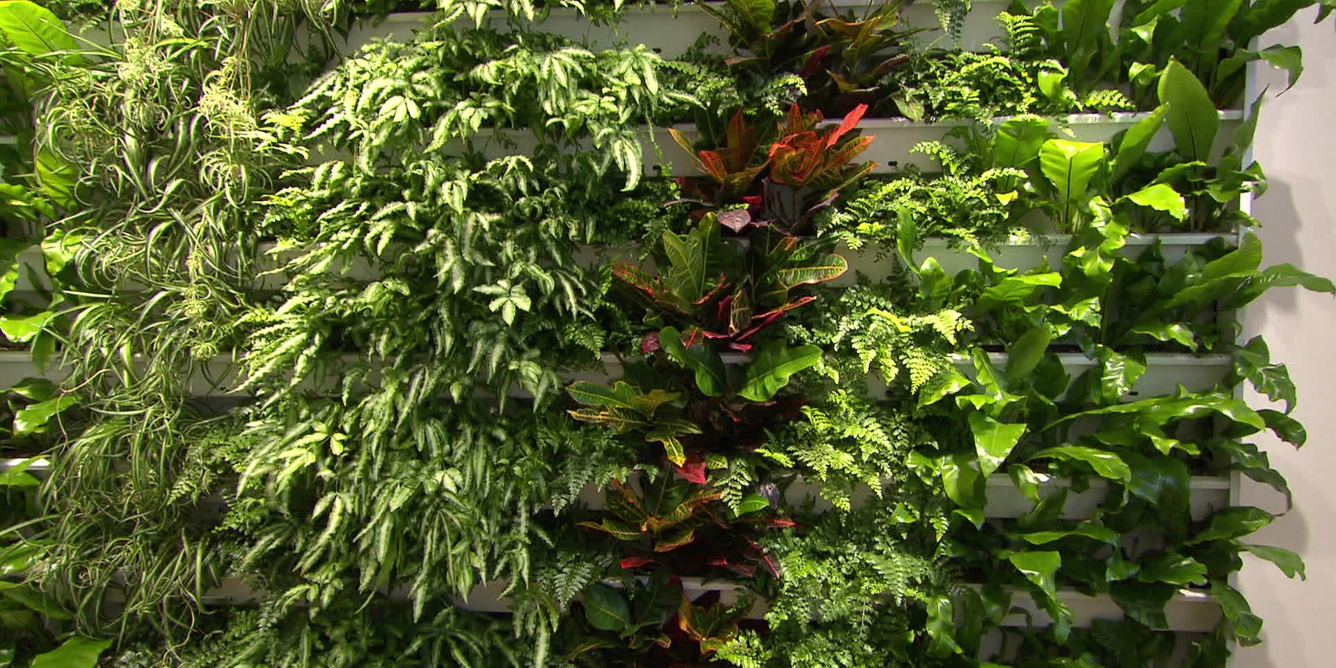Eine dichte, vertikale Pflanzenwand zeigt verschiedene grüne Blattpflanzen in einem Innenraum.
