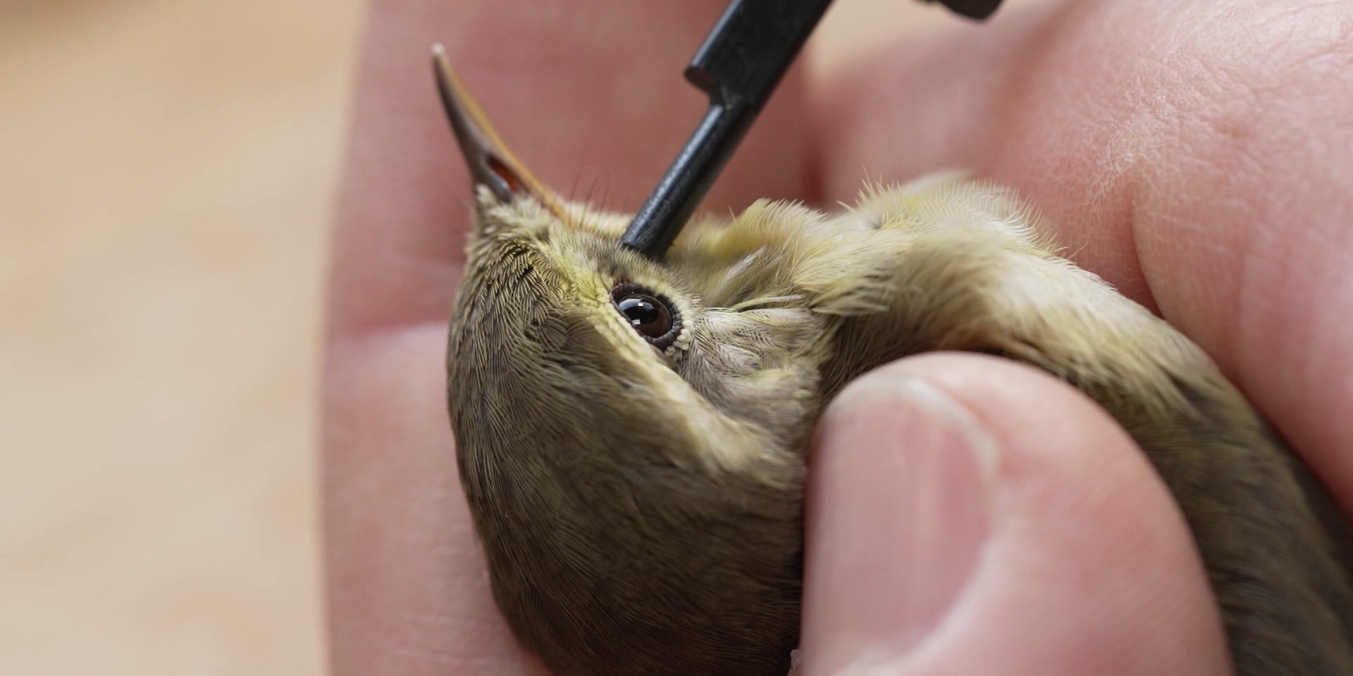 Eine kleine Singvogelart wird behutsam in der Hand gehalten, während ein Werkzeug vorsichtig am Kopf angesetzt wird.