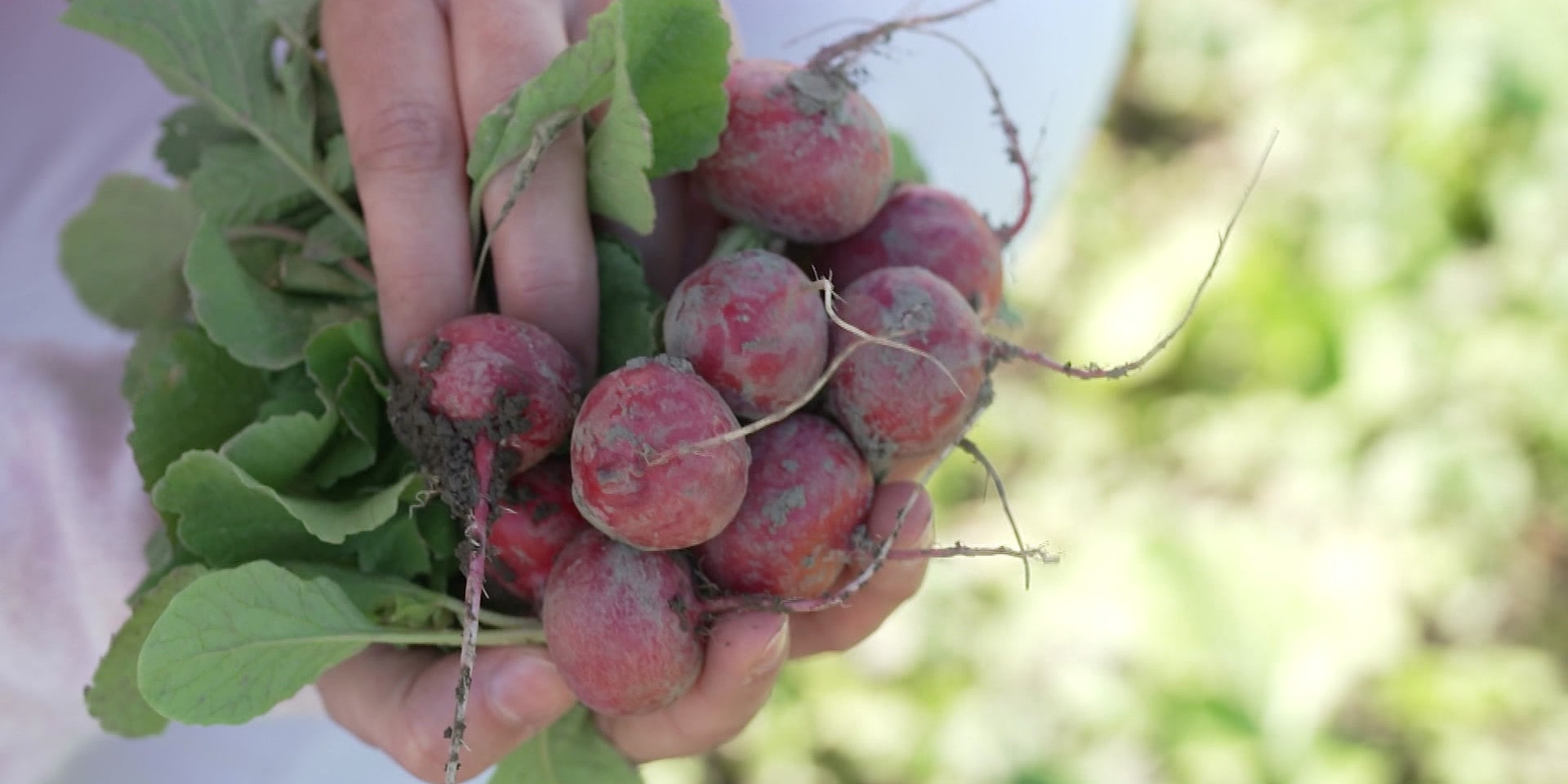 Eine Hand hält einen Bund frisch geerntete Radieschen mit Blättern und Erde aus dem Garten.