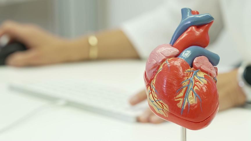 Ein anatomisches Modell eines menschlichen Herzens steht im Vordergrund einer medizinischen Ordination.