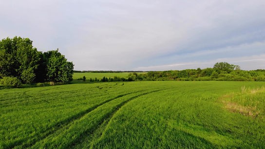 Fahrspuren ziehen sich durch ein sattgrünes Feld vor einer Baumreihe.