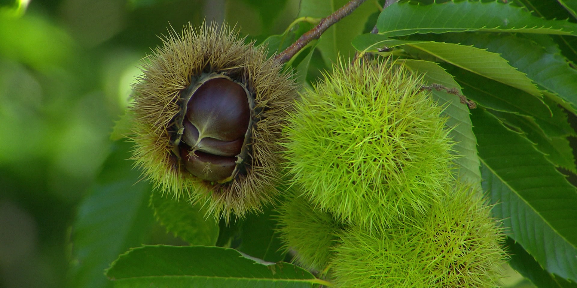 Eine reife an einem Baum hängende Kastanie schaut aus ihrer stacheligen, grünen Fruchthülle hervor.