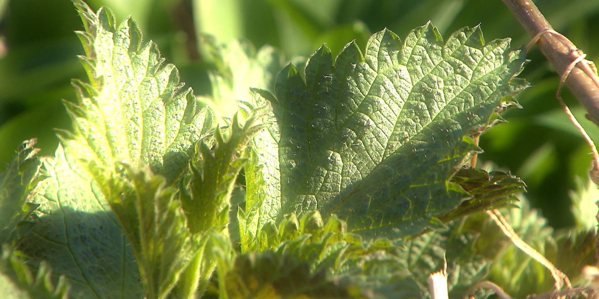 "bewusst gesund" am 27.4.2019: Frühlingskräuter - die Kraft der Natur entdecken