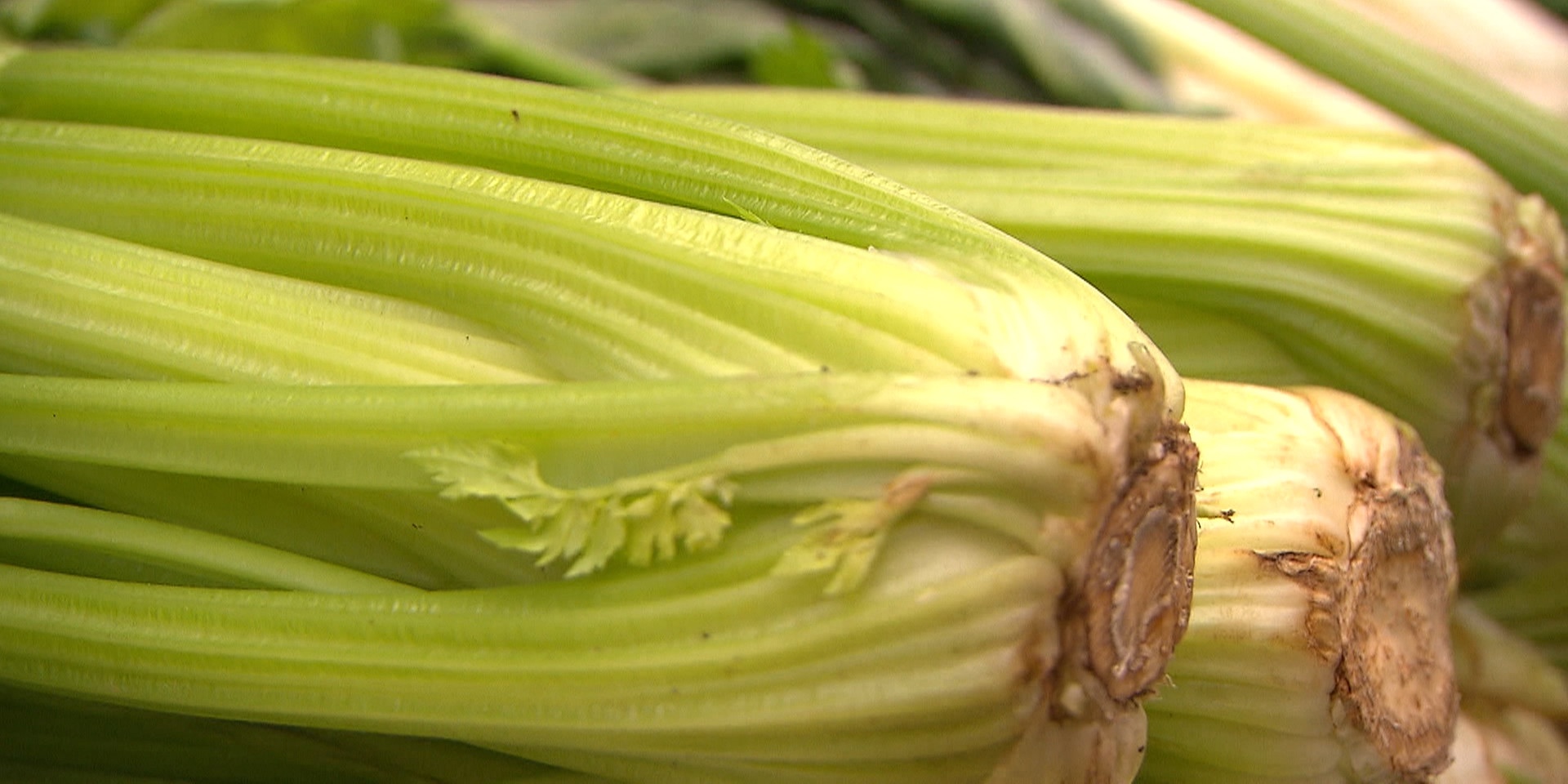 "bewusst gesund" am 7.9.2019: Grünzeug – wie gesund ist Stangensellerie?