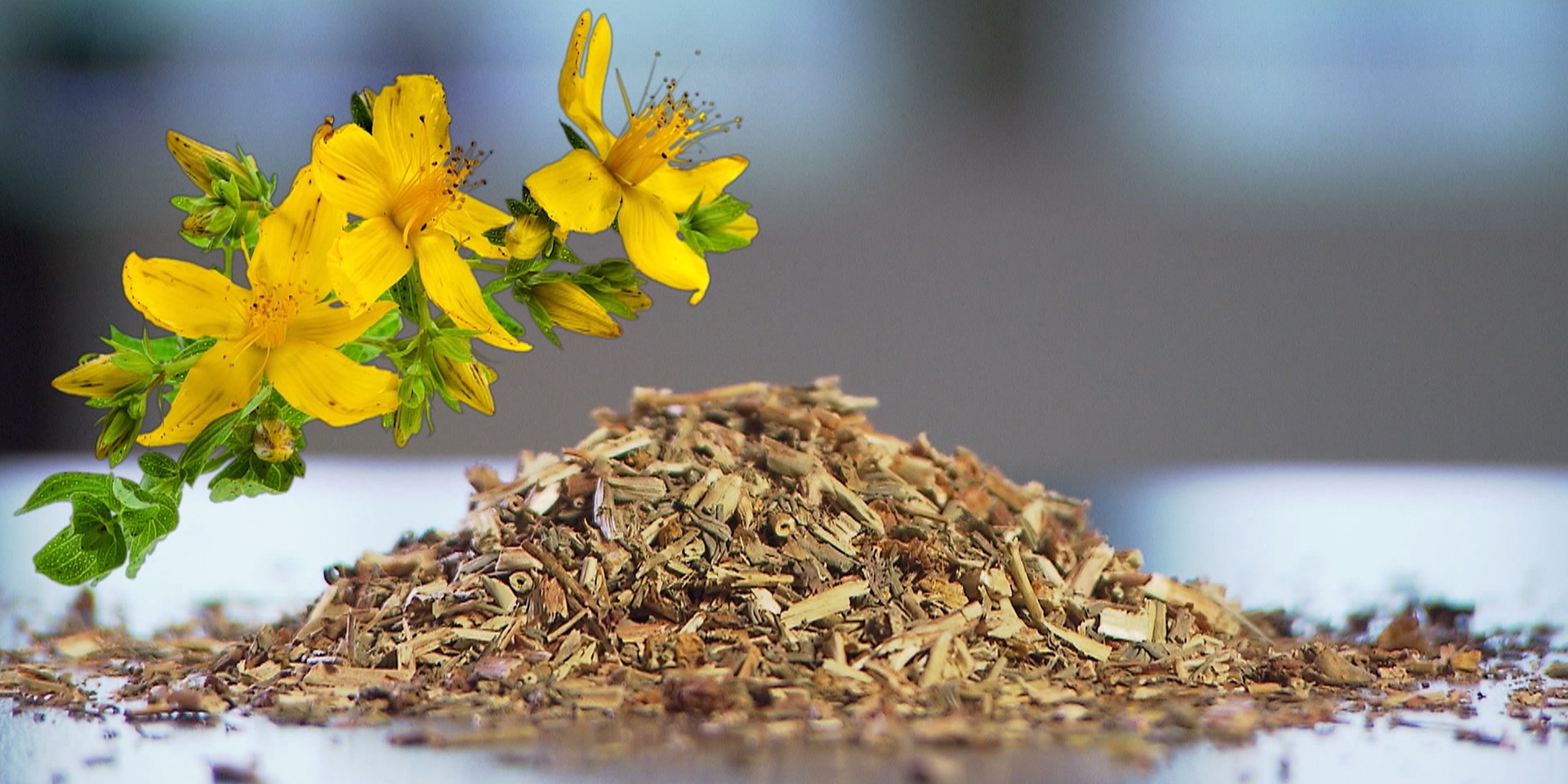 © ORF "bewusst gesund" am 14.12.2019: Johanniskraut und Co. – das hilft gegen Winterdepression