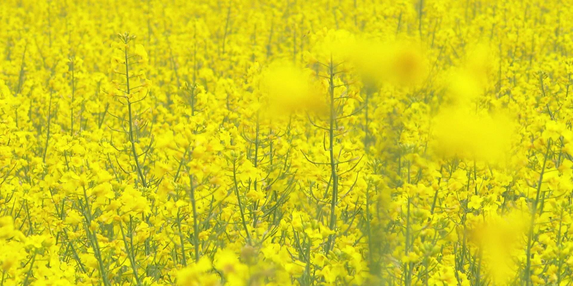 "bewusst gesund" am 16. Mai 2020: Oliven oder Raps – welches Öl für welchen Zweck