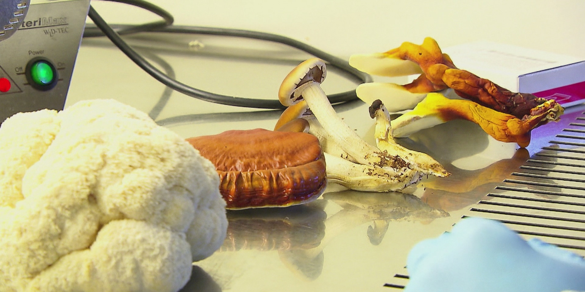 © ORF "bewusst gesund" am 3.10.2020: Heilpilze