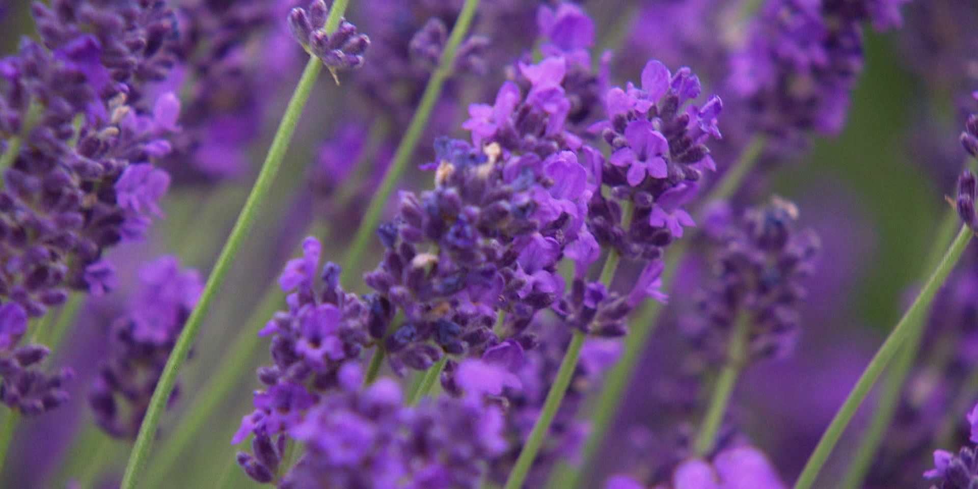 "bewusst gesund" am 28.11.2020: Lavendel – die „Arzneipflanze des Jahres“ 