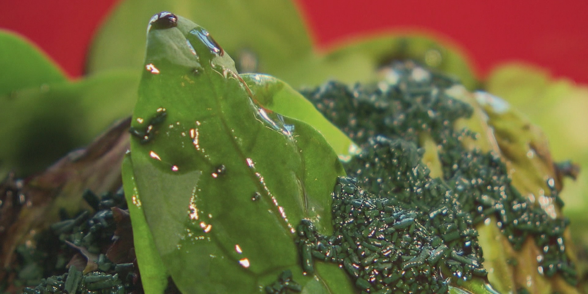 © ORF "bewusst gesund" am 24.4.2021: Grün und gesund - Algen als Nahrungsmittel