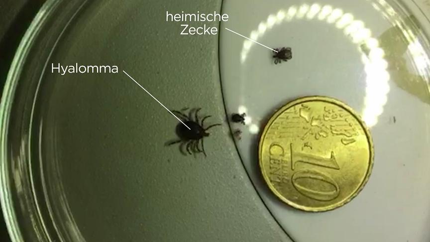 © ORF "bewusst gesund" am 22.5.2021: Blutsauger - tropische Riesenzecken in Österreich