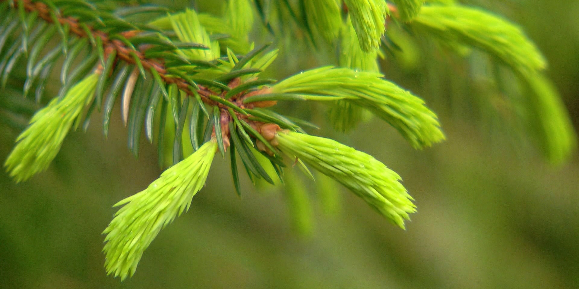 © ORF "bewusst gesund" am 5. Juni 2021: Schätze des Waldes – Gesundes zum Selbermachen