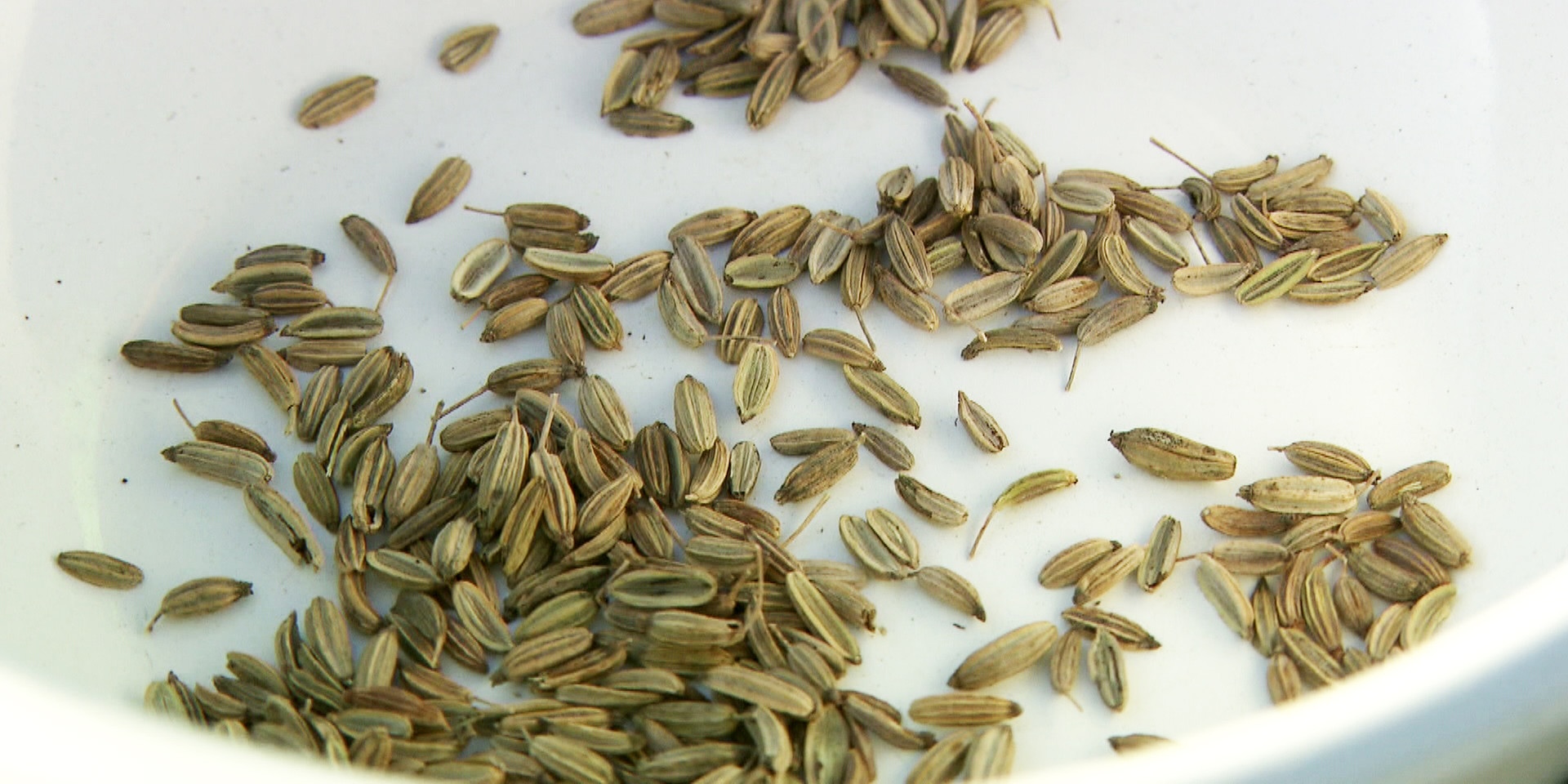© ORF "bewusst gesund" am 3. Juli 2021: Fenchel