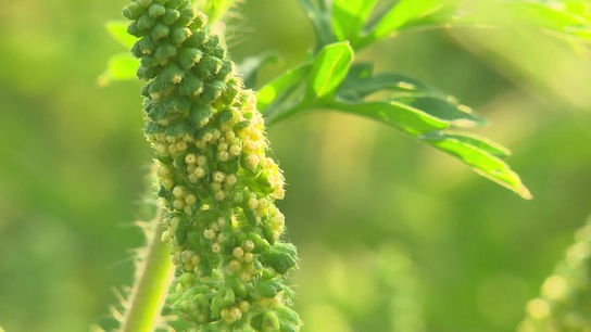 "bewusst gesund" am 9.9.2023: Ragweed-Saison am Höhepunkt