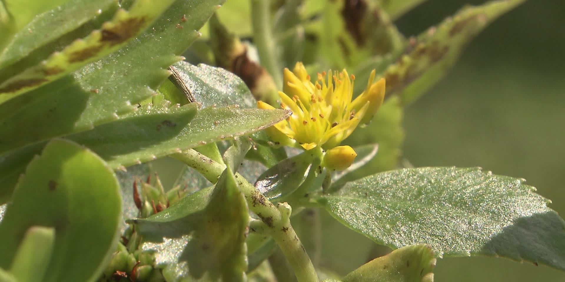 "bewusst gesund" am 16.9.2023: Arzneipflanze des Jahres – Rosenwurz für starke Nerven