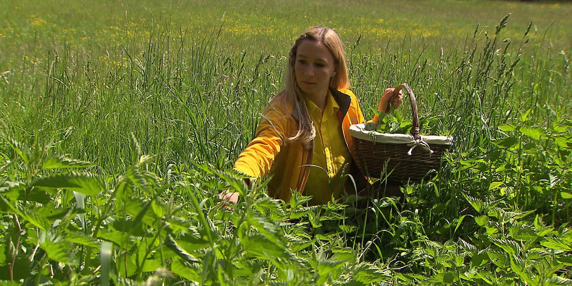 © ORF "bewusst gesund" am 8.6.2024: Bestechend - die Kräfte der Brennnessel