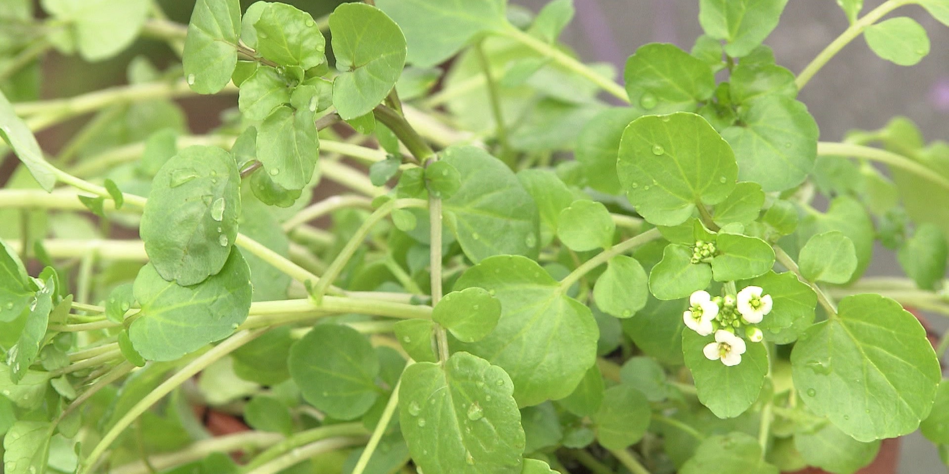 "bewusst gesund" am 14.9.2024: Brunnenkresse