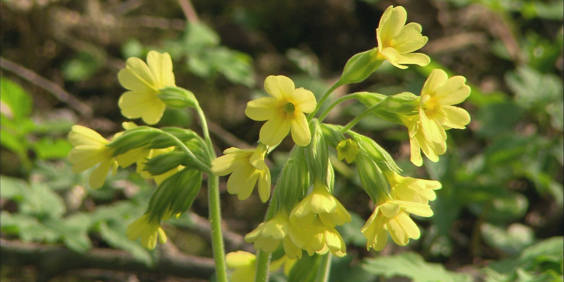 © ORF "Bewusst gesund" am 12.4.2025: Die Heilkraft der Schlüsselblume