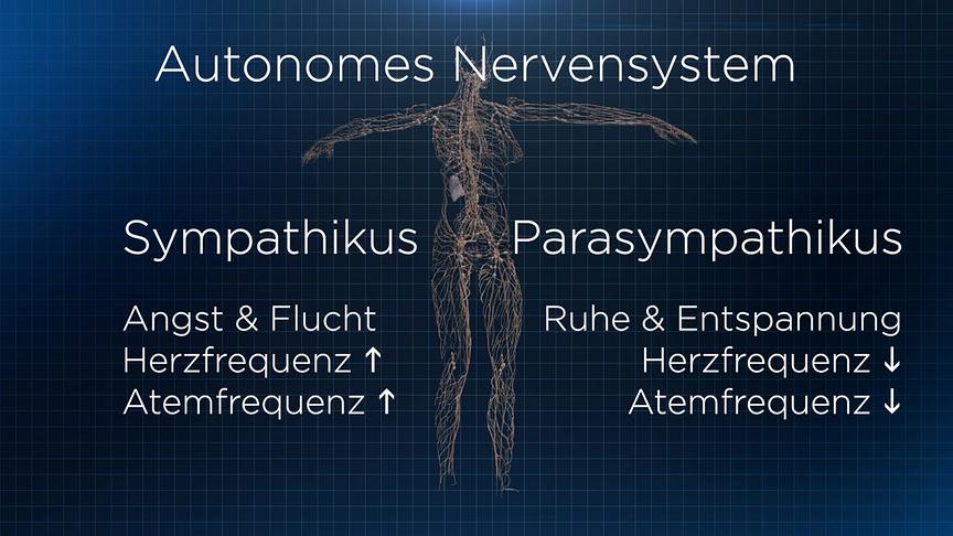 © ORF "Bewusst gesund" am 24.5.2025: Vagusnerv