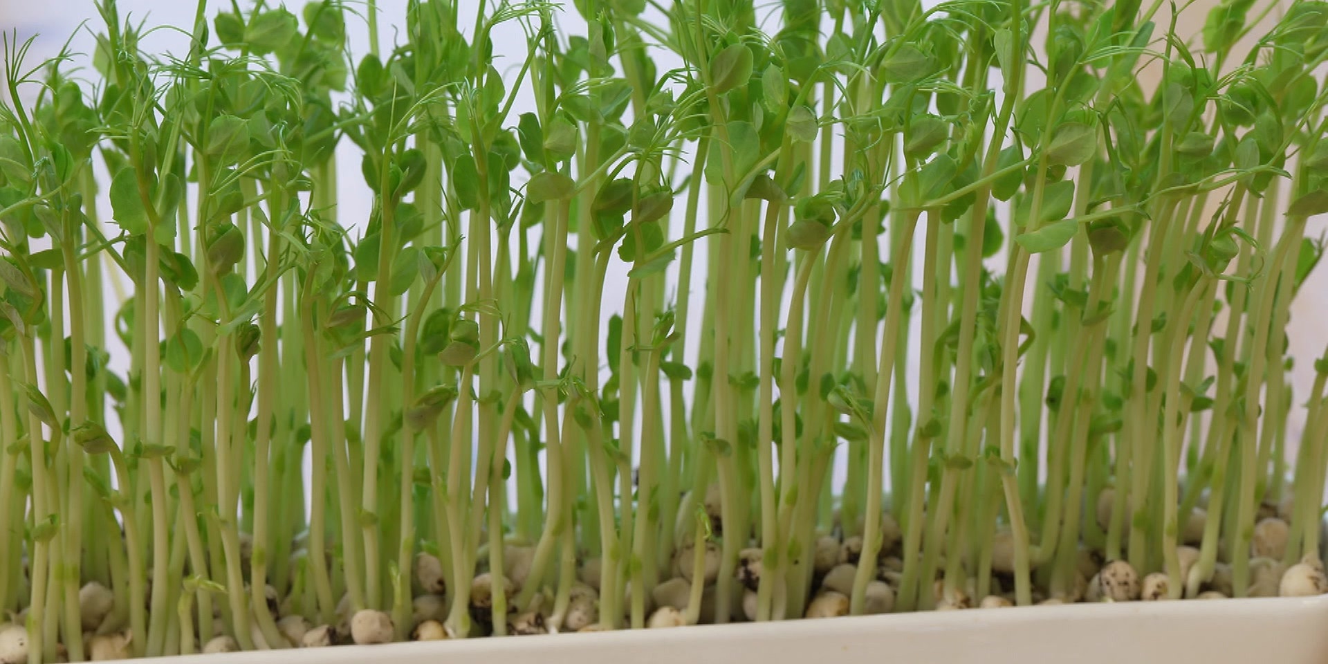 Junge, grüne Keimpflanzen wachsen dicht an dicht in einem Pflanzgefäß.