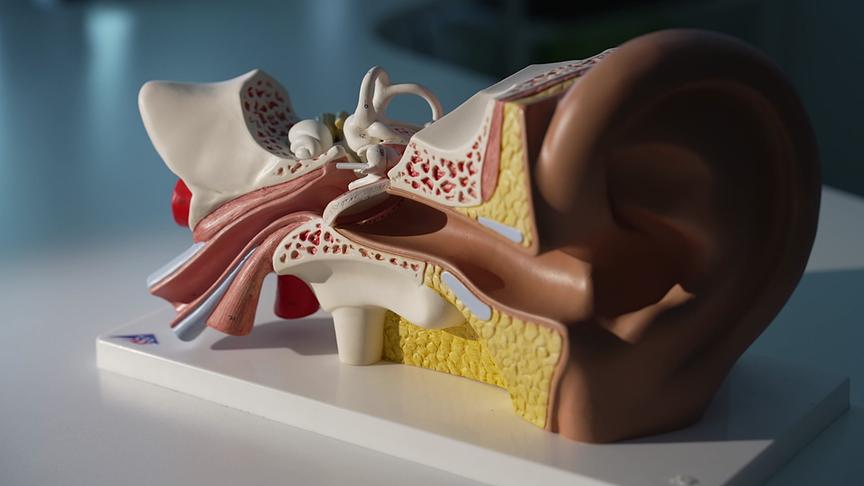 Ein anatomisches Modell des menschlichen Ohres