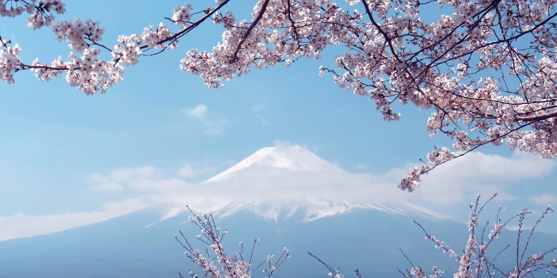 Kirschblüten rahmen den schneebedeckten Fudschijama vor blauem Himmel.