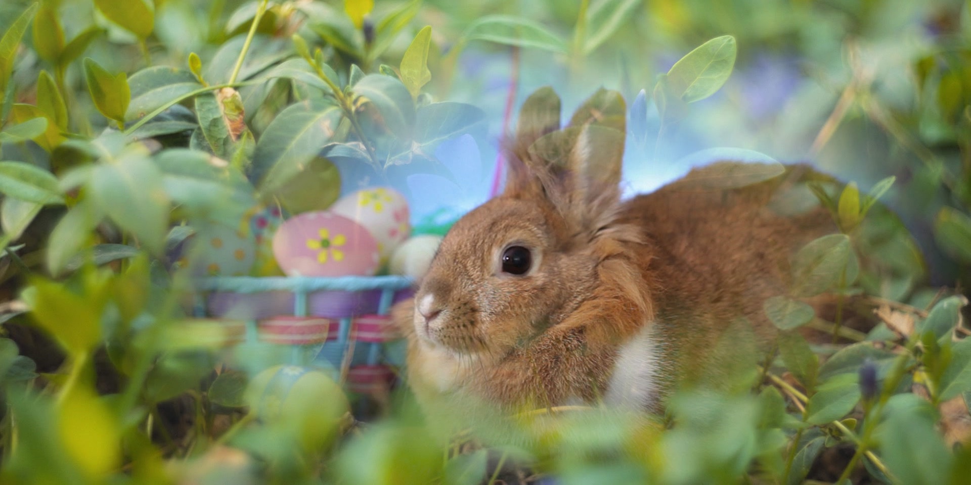 Ein brauner Hase sitzt im Grünen neben einem kleinen Körbchen mit bunt bemalten Ostereiern.