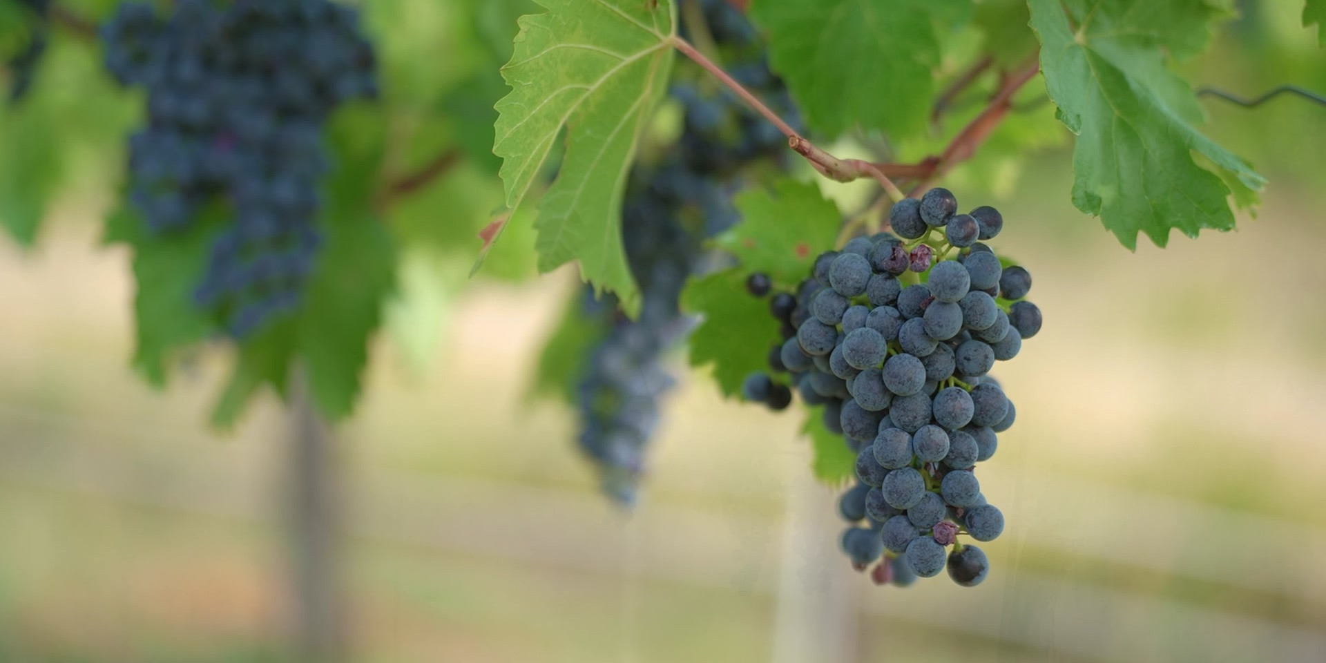 Eine reife blaue Weintraube hängt an einer Rebe im Weinberg.