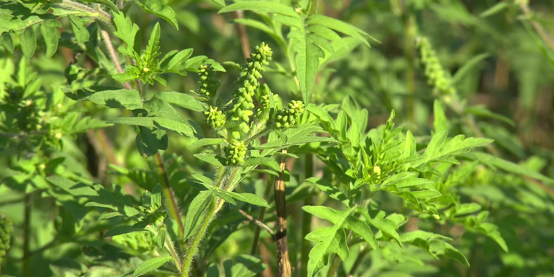 "bewusst gesund" am 9.9.2023: Ragweed-Saison am Höhepunkt