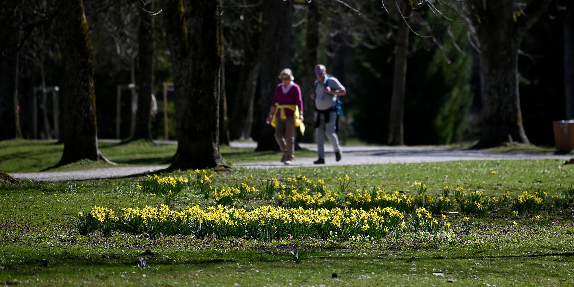 Spazieren gehen: Illustration zum Thema FRÜHLING / WETTER / SONNE -  Bei milden Temperaturen blühen Märzenbecher am Dienstag, 30. März 2021, im Hellbrunner Schlosspark.